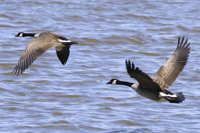 Combined Geese Flying