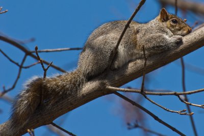 Squirrel resting in tree