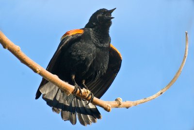Red-winged Blackbird on tree-2