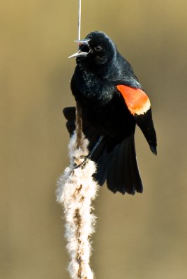 Redwing Blackbird on Cattails-2
