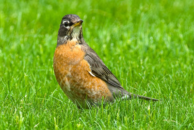 Robin in Grass