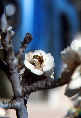 Bee In Almond Flower