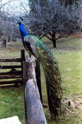 Peacock On Fence