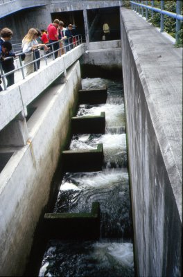 Seattle Chittenden Fish Ladder
