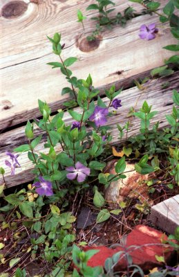 Shasta, Weathered Mine Boards and Periwinkle