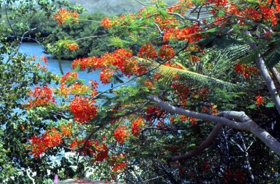 St Thomas Flamboyan Tree