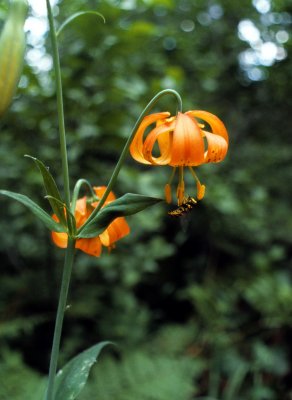 Tiger Lilies