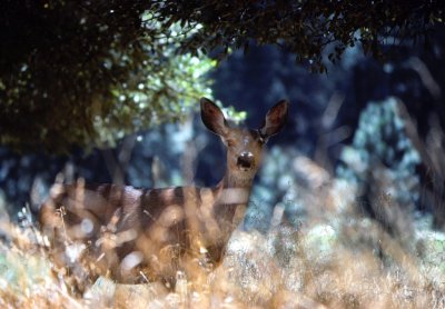 Yosemite Deer Exchanges Glances