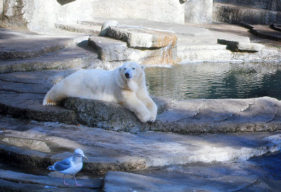 San Francisco Zoo Neighbors