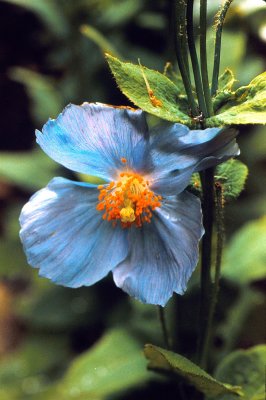 Delicate blue blossom