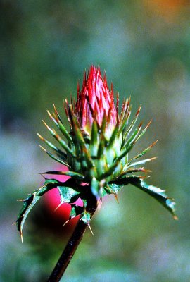 Gray Eagle Thistle