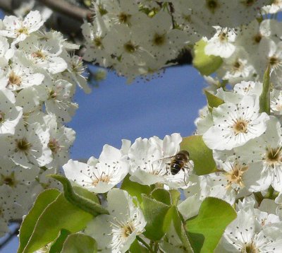 Bee In Pear Blossoms