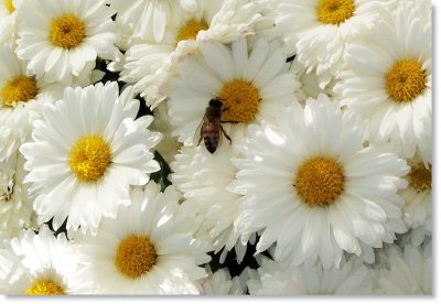 Bee on Daisies