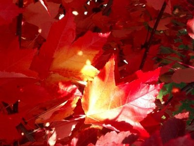 Autumn Red And Gold Leaves