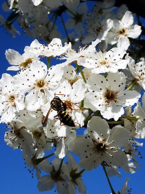 Yellow Jacket And Pear Blossoms