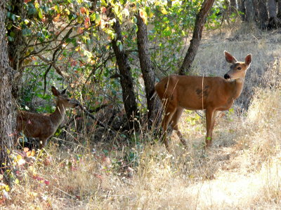 Medford Deer 014