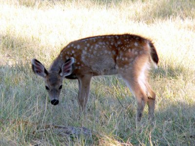 Medford Deer 0021