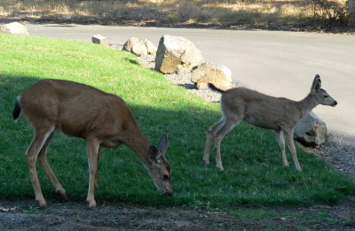 Medford Deer 001