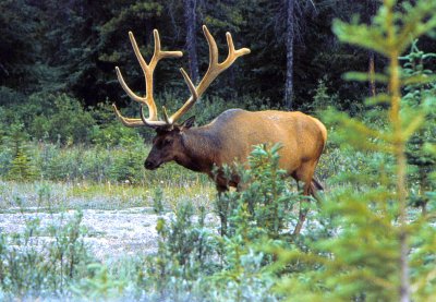 Jasper-Banff Hwy Elk-1