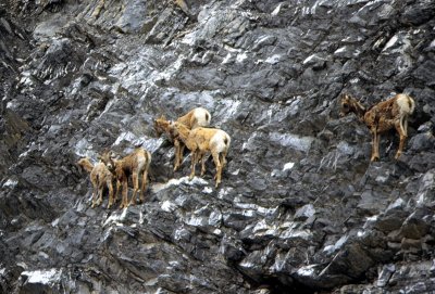 Jasper-Banff Hwy Mountain Goats-2