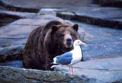 Brown Bear and Seagul