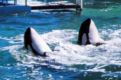Sychronized orcas