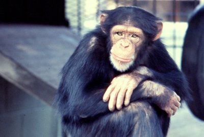 Monkey Model