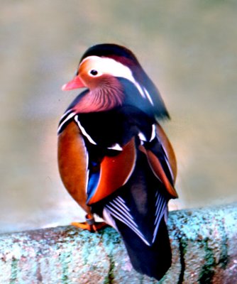 Mandarin Duck
