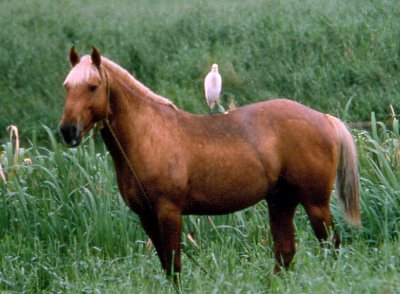 Bird for horseback ride