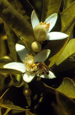 Bee sipping orange blossoms