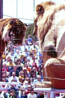 Marine World Tiger and Lion Stare-down.jpg