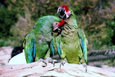 Zoo parrots