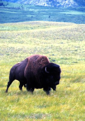 Waterton Lake Buffalo