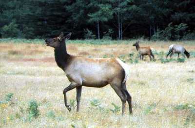 Oregon Elk