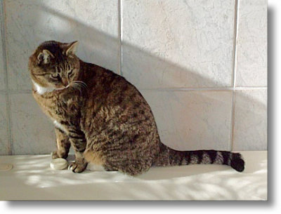 Tigger at Applegate Inn