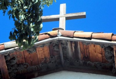 Swallow Nests