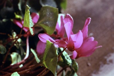 Cyclamen With Morning Dew