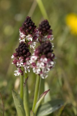Neotinea ustulata, Krutbrännare