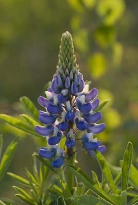 Sandlupin Lupinus nootkatensis