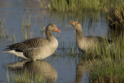 Anser anser, Greylag goose, Grgs