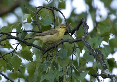 Hippolais polyglotta, Melodious warbler, Polyglottsngare