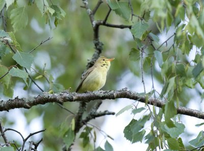 Hippolais polyglotta, Melodious warbler, Polyglottsngare