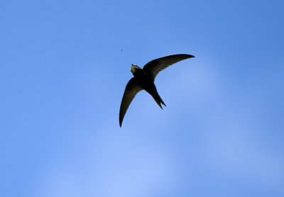 Apus apus, Common Swift, Tornseglare