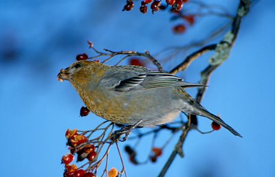 Pine grosbeak Tallbit