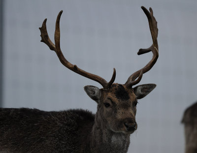 Fallow deer, Dovhjort