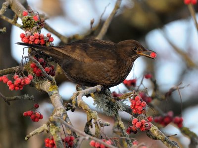 Turdus merula, Common Blackbird, Koltrast