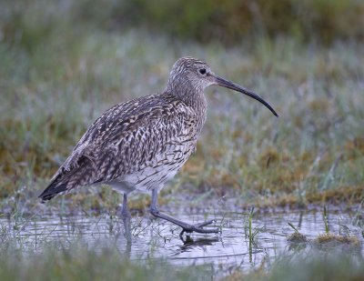 Numenius arquata,Eurasian Curlew, Storspov