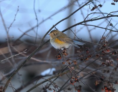 Tarsiger cyanurus, Red-flanked Bluetail, Blåstjärt