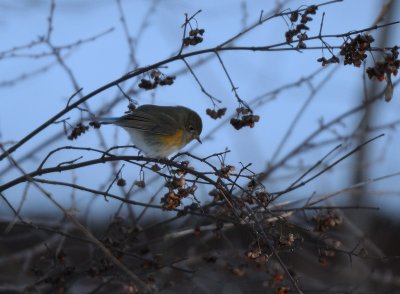 Tarsiger cyanurus, Red-flanked Bluetail, Blåstjärt