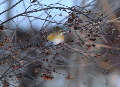 Tarsiger cyanurus, Red-flanked Bluetail, Blåstjärt